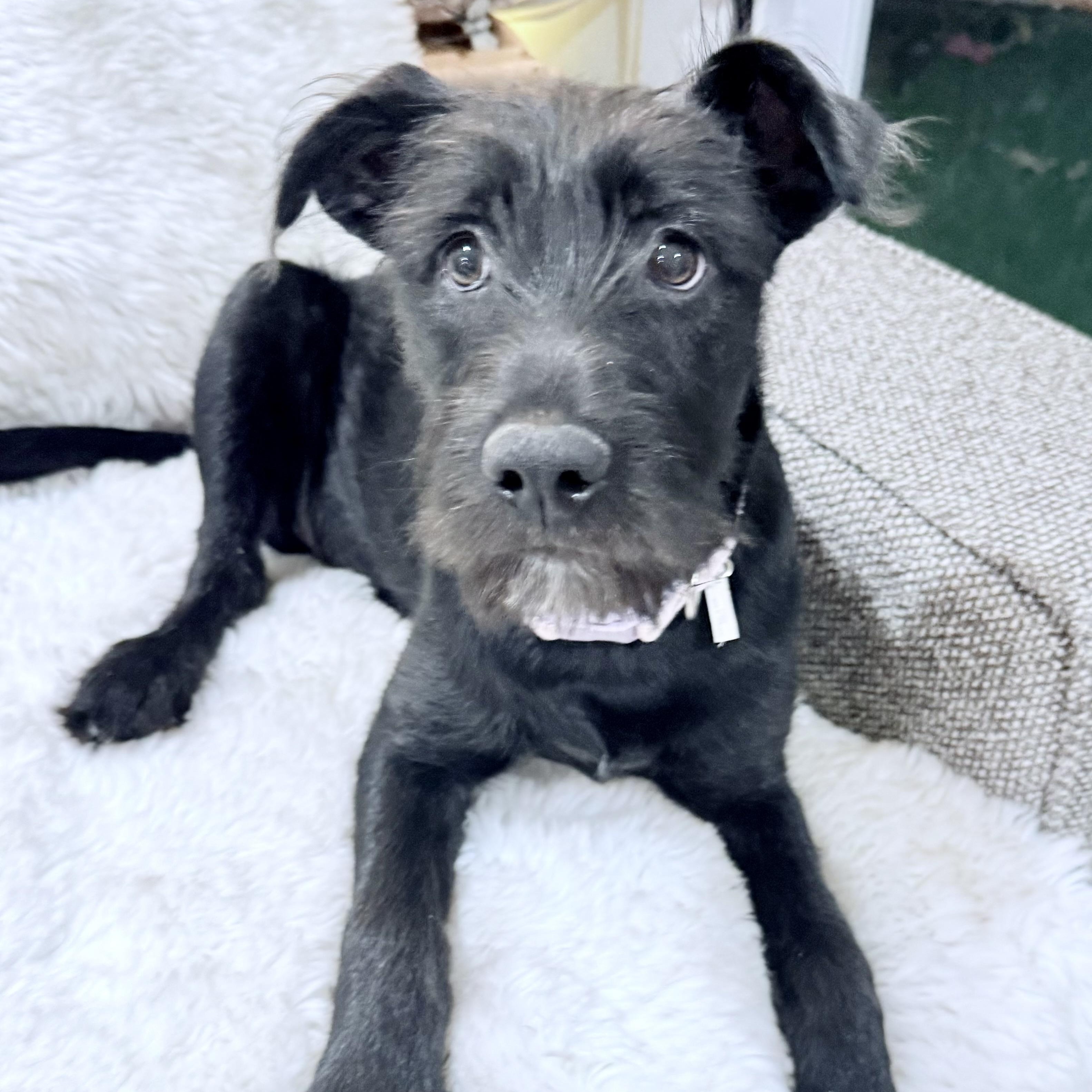 Ella, adopted, Puppy Female Shepherd & Terrier.