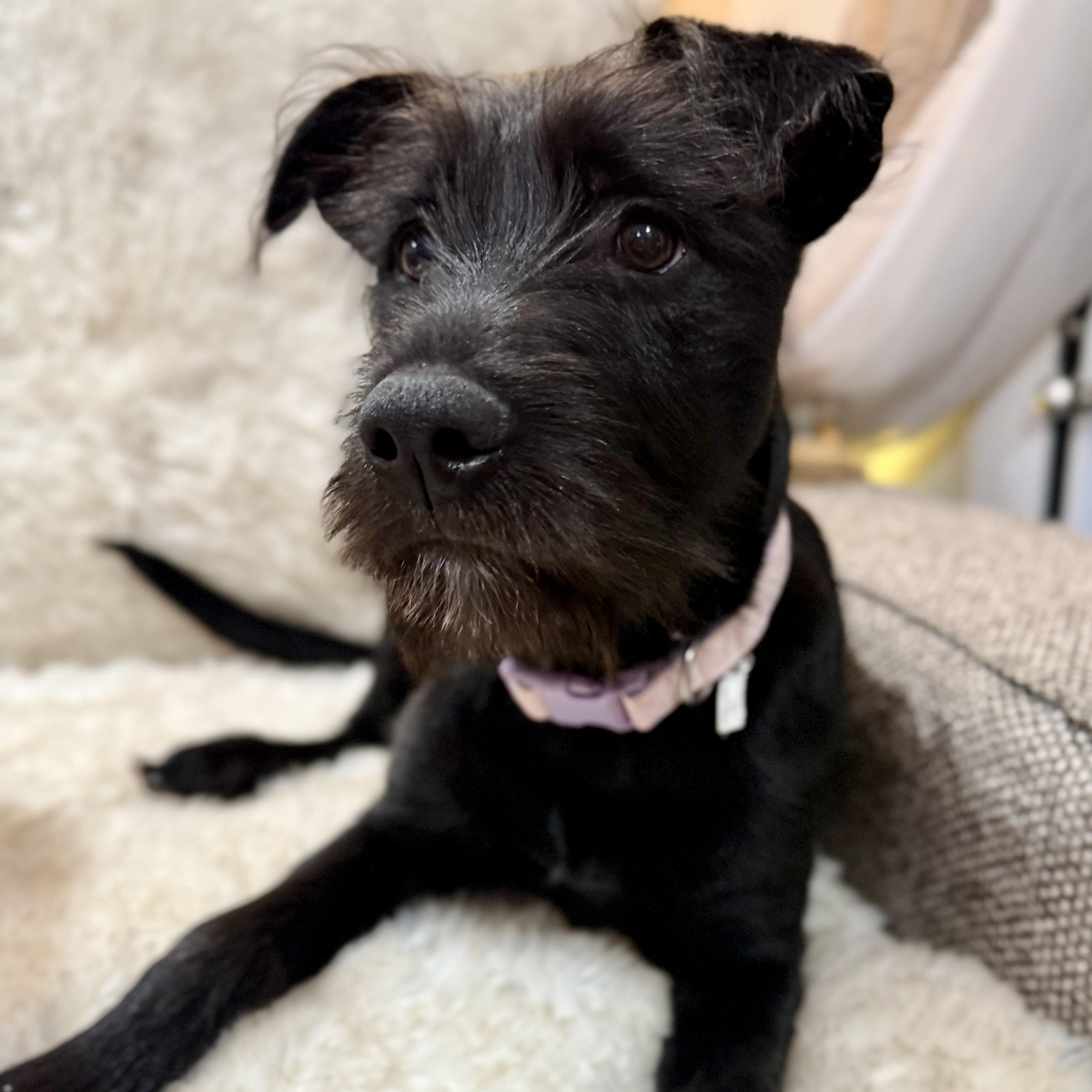 Enlarge Ella, an adopted mixed breed in Park Forest, IL image 5/6