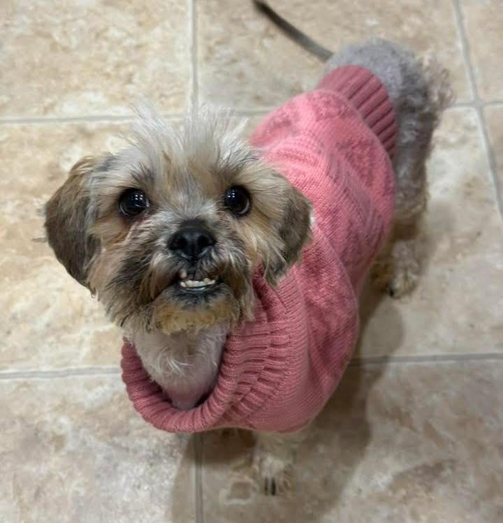 Darlene, adoptable, Senior Female Shih Tzu.