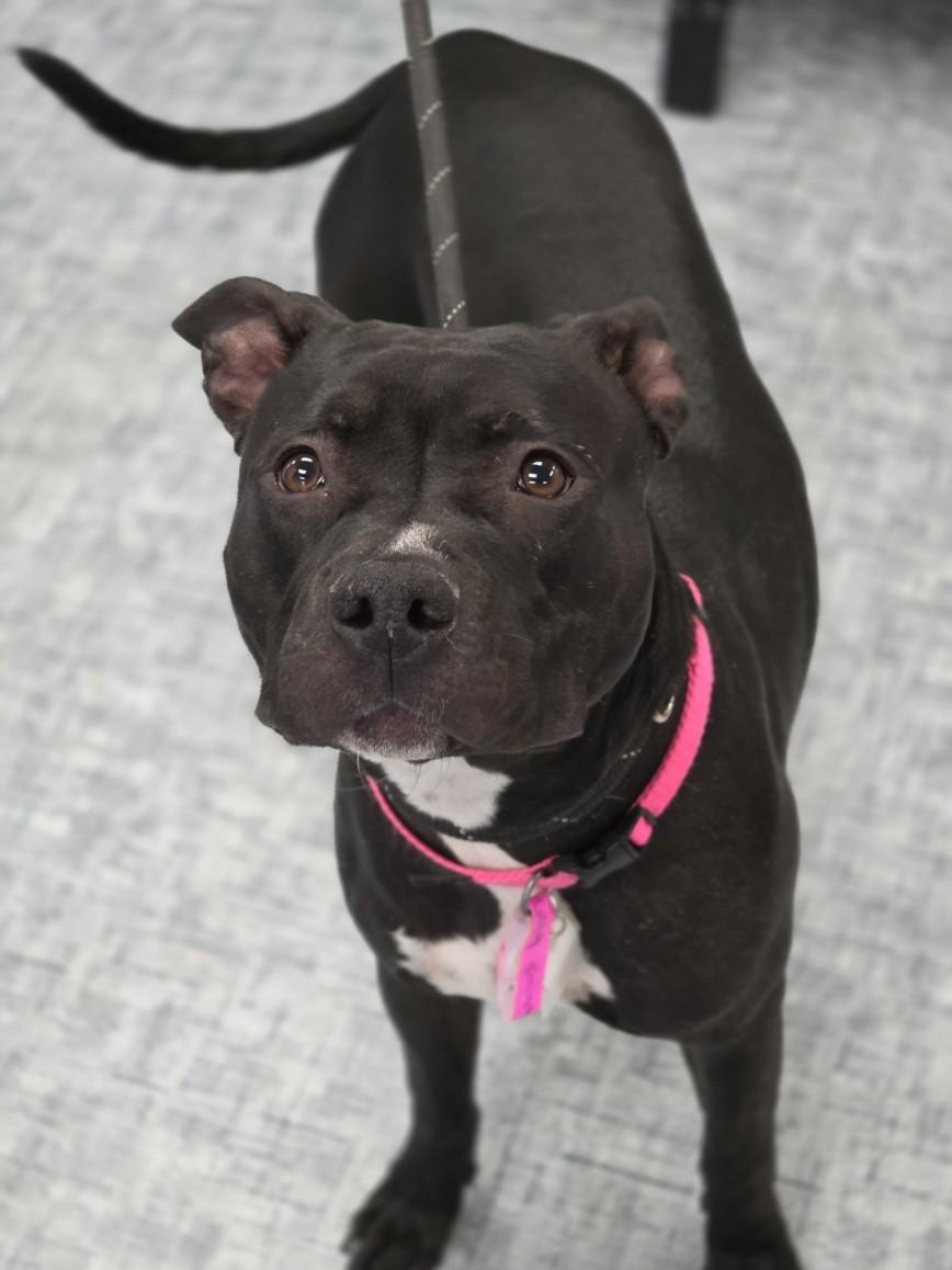 FREYA, Adoptable, Young Female Pit Bull Terrier & Mixed Breed.