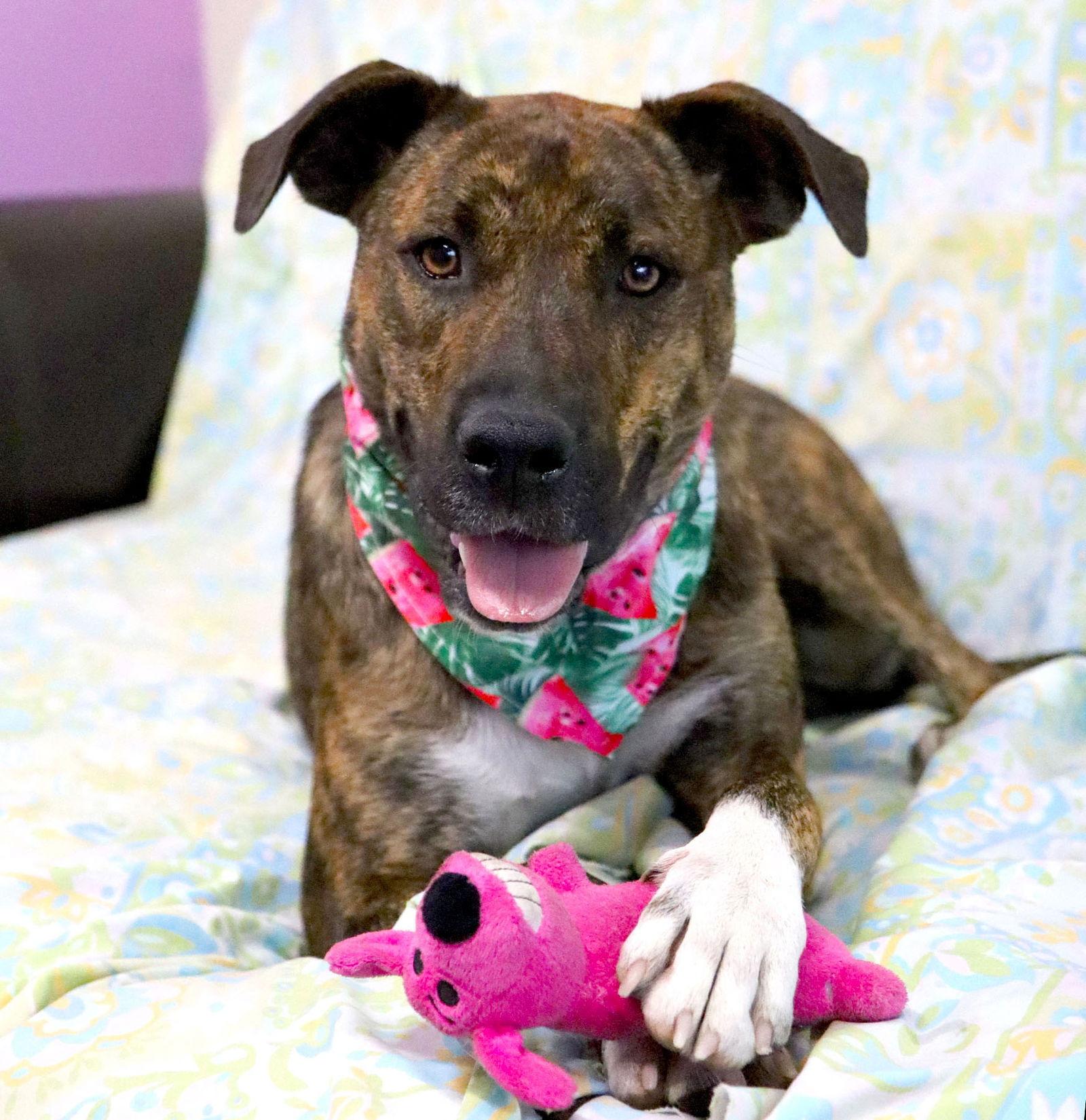 Brookie *CL*, a Adoptable Boxer in Kansas City, MO image 1/3