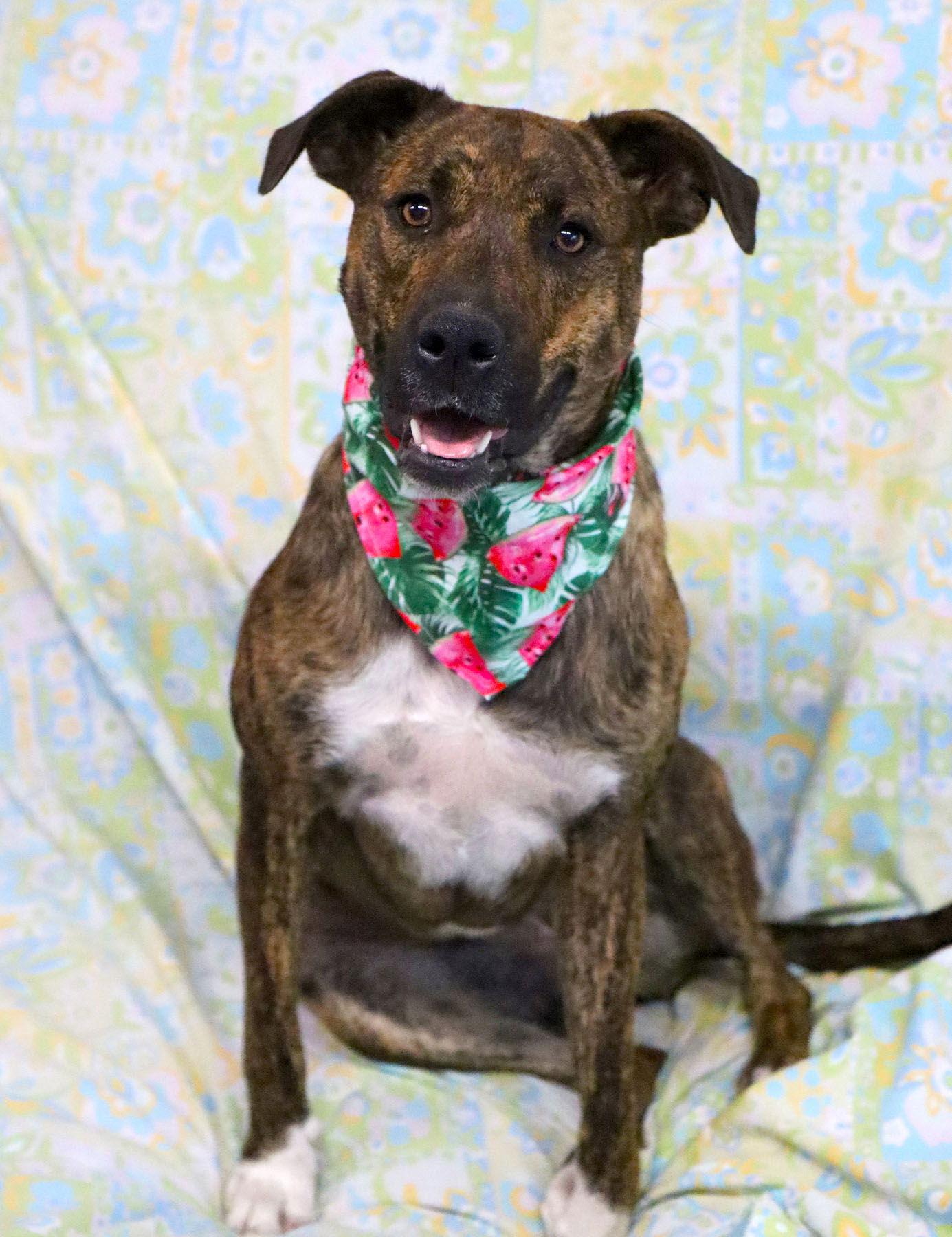 Brookie *CL*, a Adoptable Boxer in Kansas City, MO image 2/3