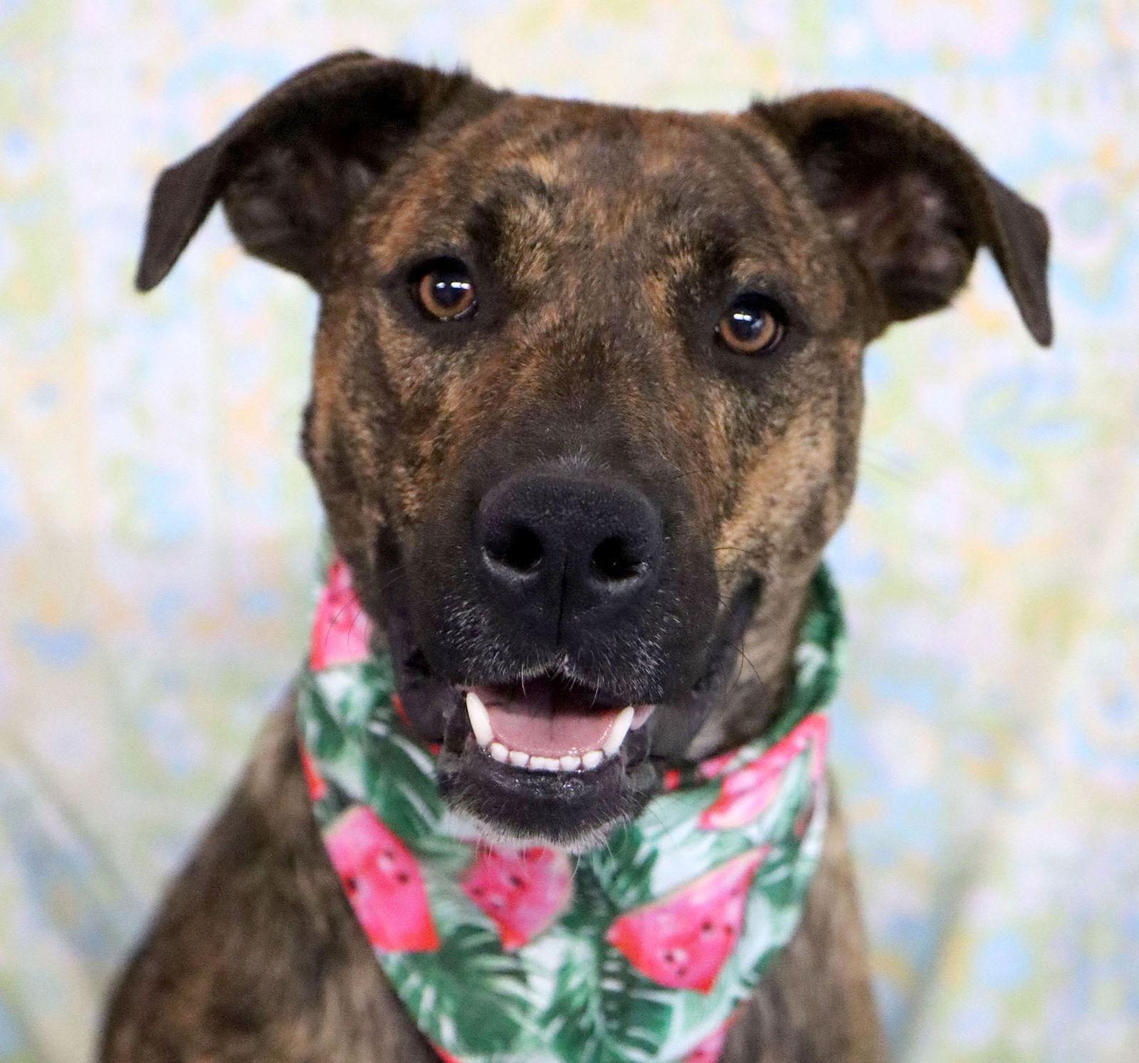 Brookie *CL*, a Adoptable Boxer in Kansas City, MO image 3/3