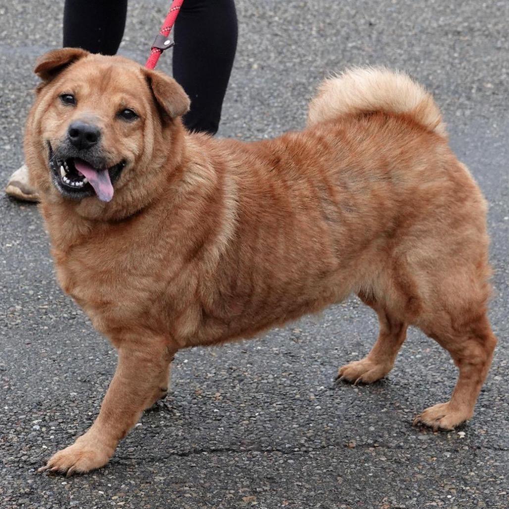 Torric, Adoptable, Adult Male Chow Chow.