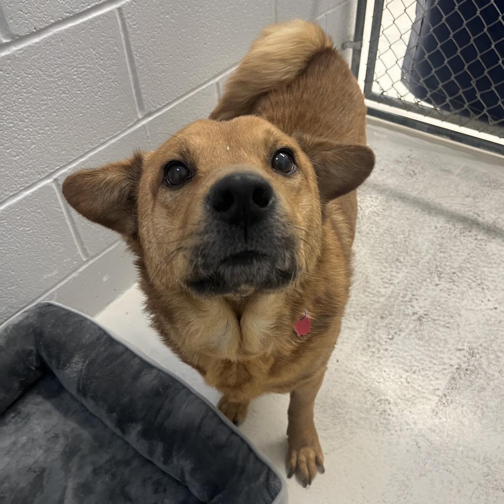 Enlarge Torric, a Adoptable mixed breed in Delaware, OH image 2/5