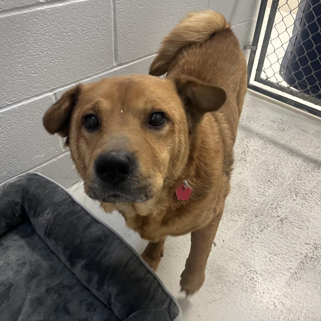 Enlarge Torric, a Adoptable mixed breed in Delaware, OH image 3/5