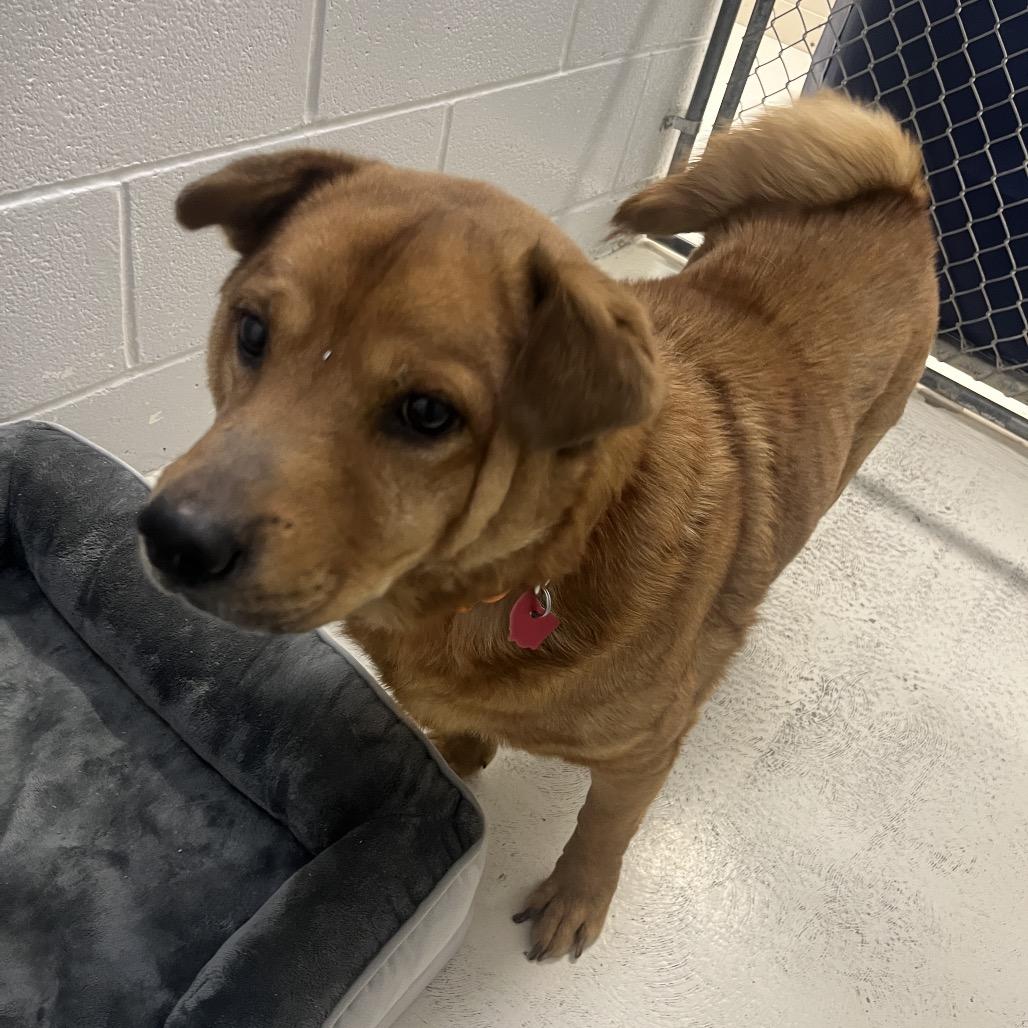 Enlarge Torric, a Adoptable mixed breed in Delaware, OH image 4/5