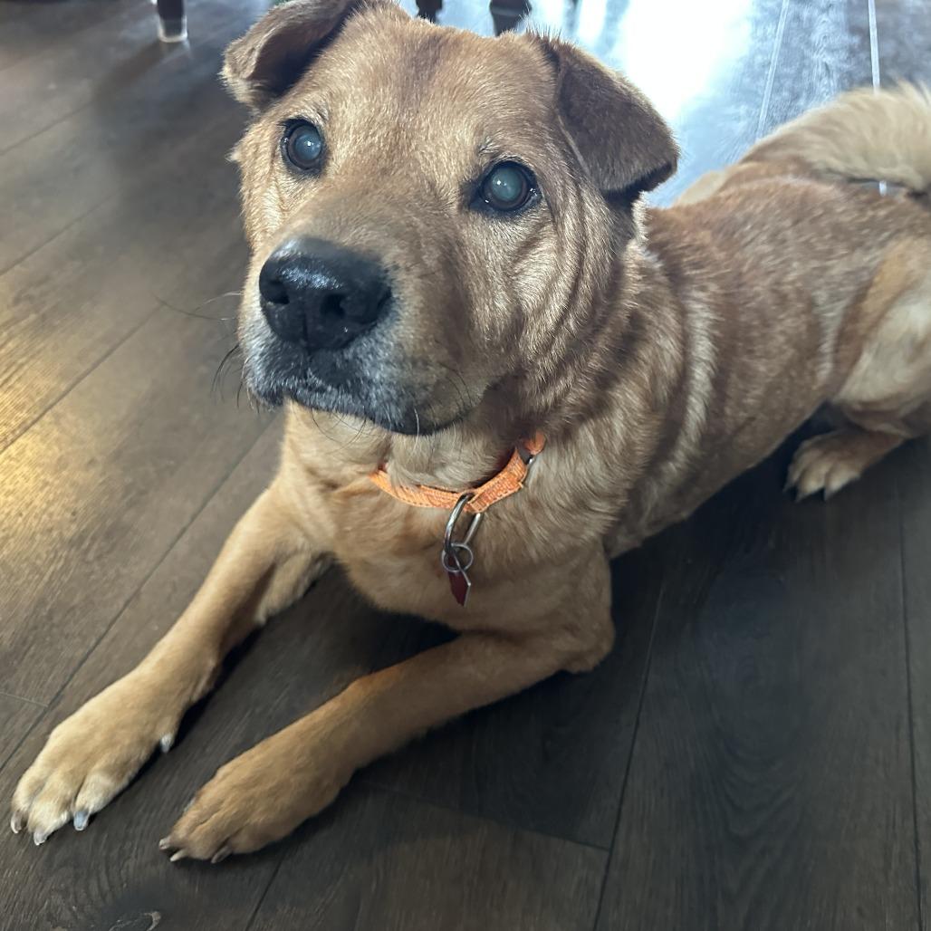 Enlarge Torric, a Adoptable mixed breed in Delaware, OH image 5/6