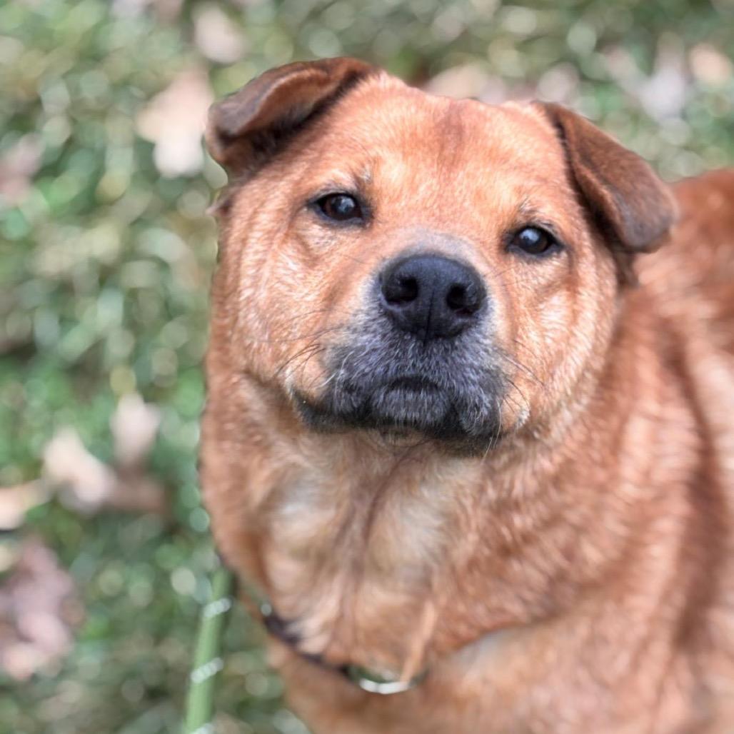 Enlarge Torric, a Adoptable mixed breed in Delaware, OH image 5/5