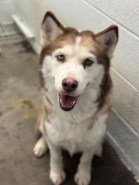 Strelka, Adoptable, Adult Female Siberian Husky & Mixed Breed.