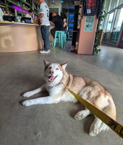 Enlarge Strelka, a Adoptable mixed breed in Seattle, WA image 2/3