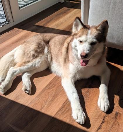 Enlarge Strelka, a Adoptable mixed breed in Seattle, WA image 3/3