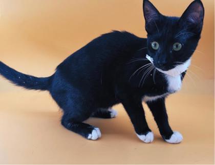 Deerfly, Adoptable, Kitten Female Domestic Short Hair & Domestic Short Hair.