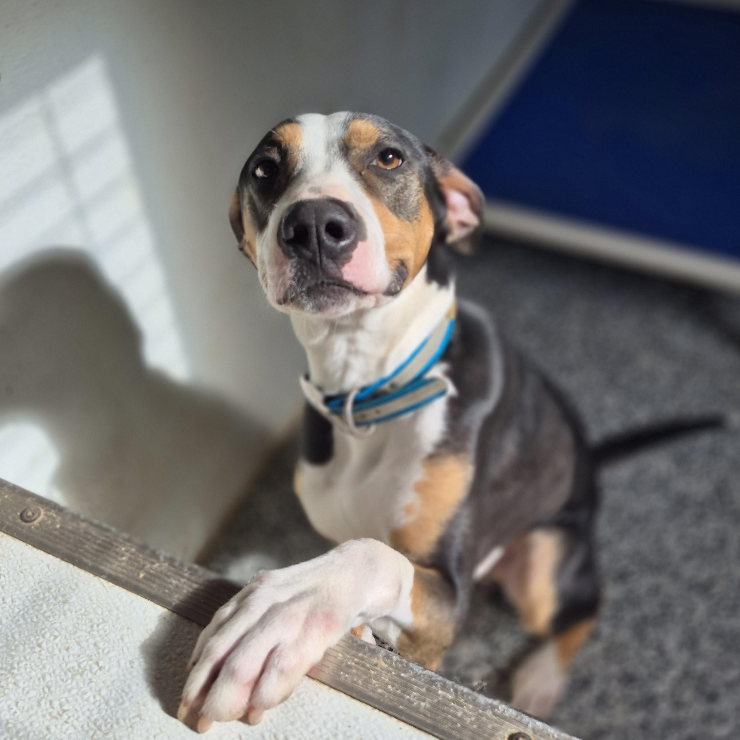 Jasper, Adoptable, Adult Male American Foxhound & Pit Bull Terrier.