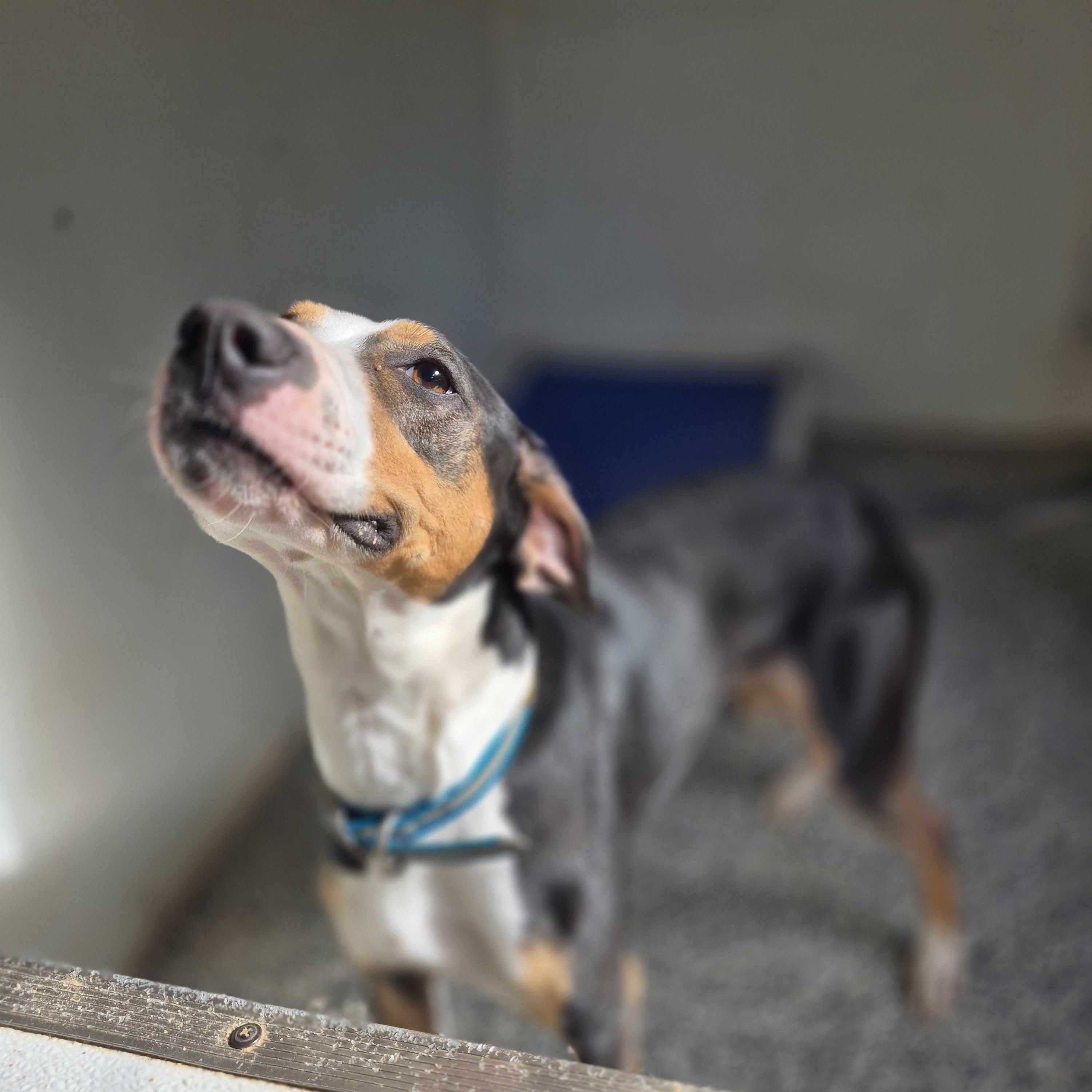 Jasper, a Adoptable mixed breed in Chesapeake, VA image 2/3