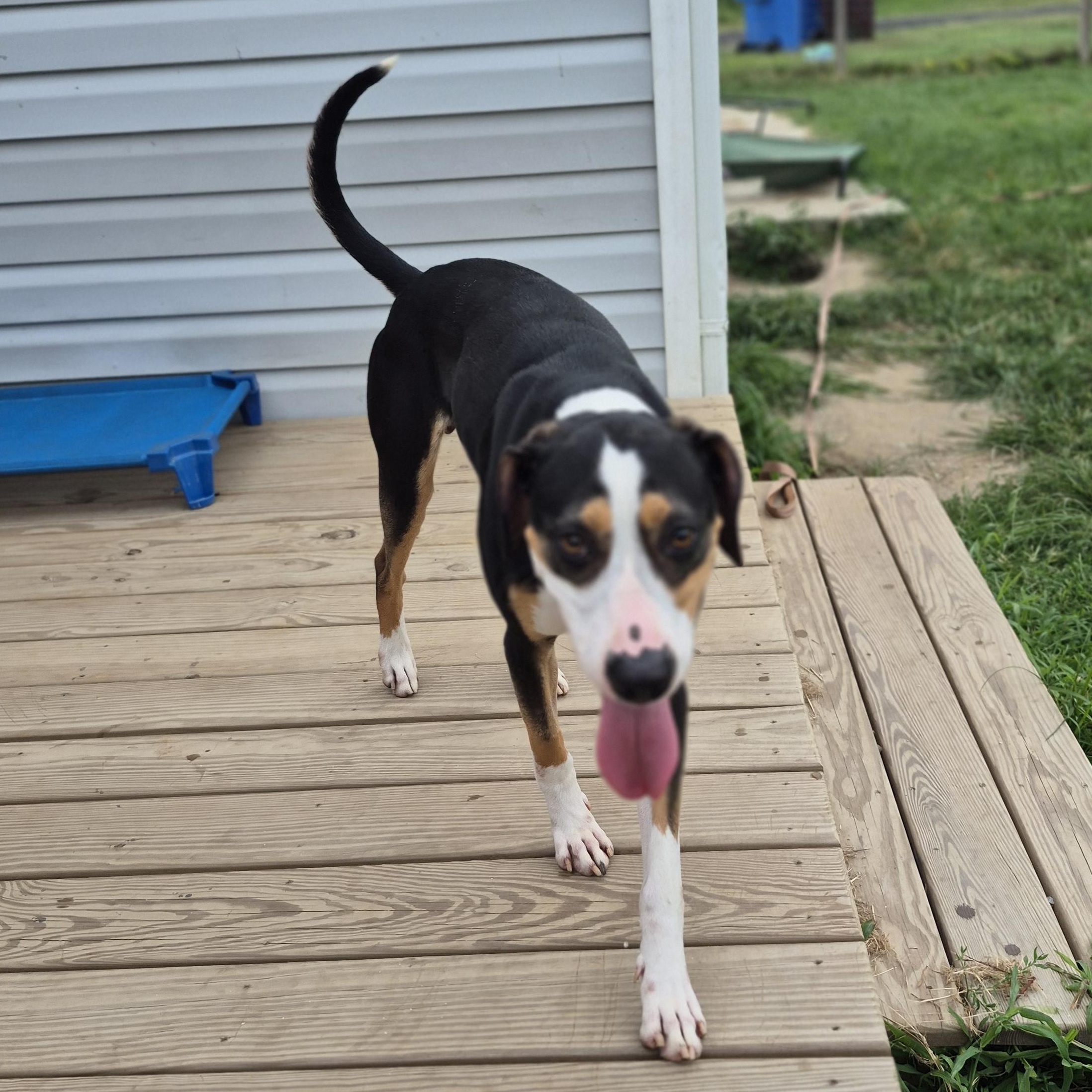 Jasper, a Adoptable mixed breed in Chesapeake, VA image 3/3