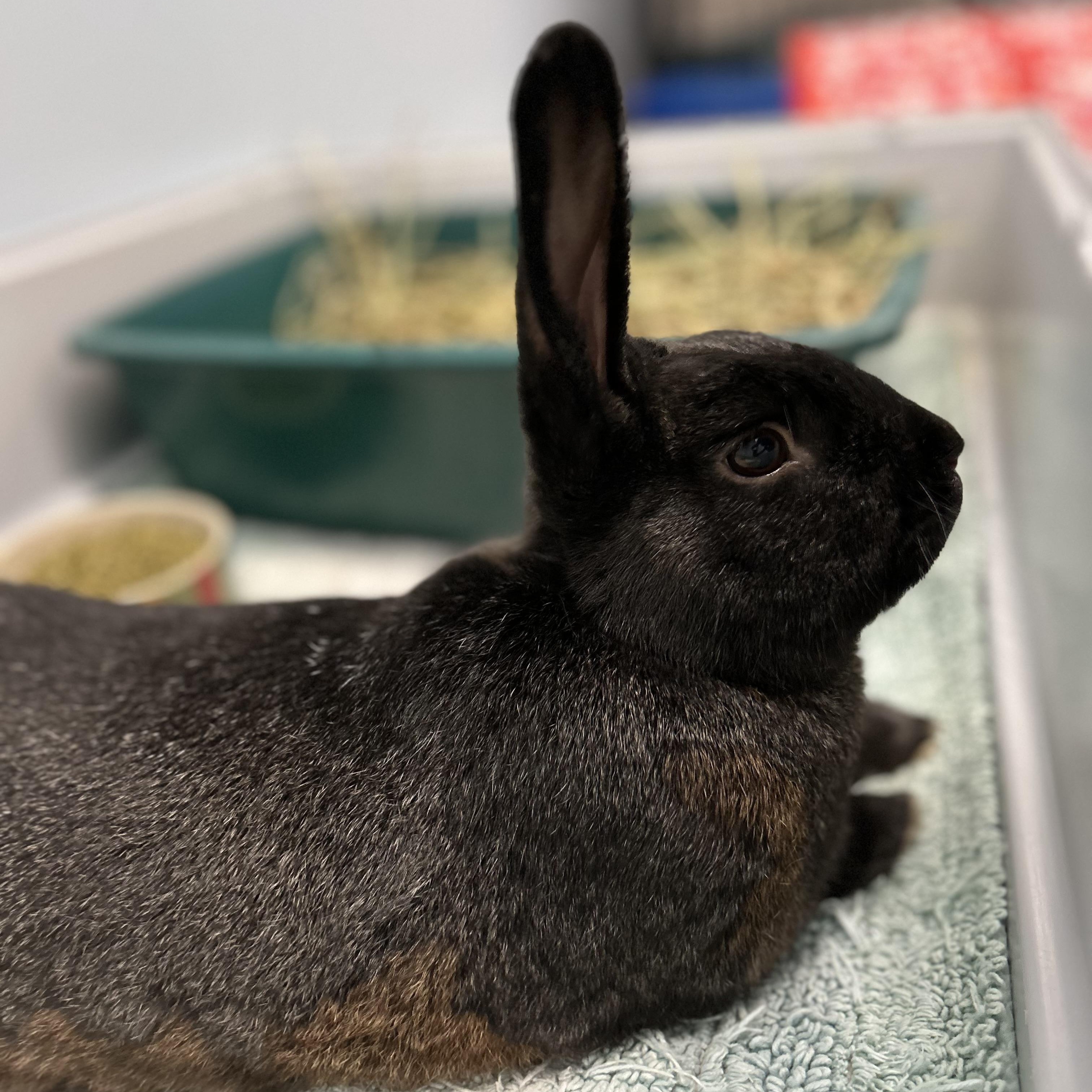 Enlarge Jasper, a Adoptable mixed breed in Wakefield, RI image 3/4