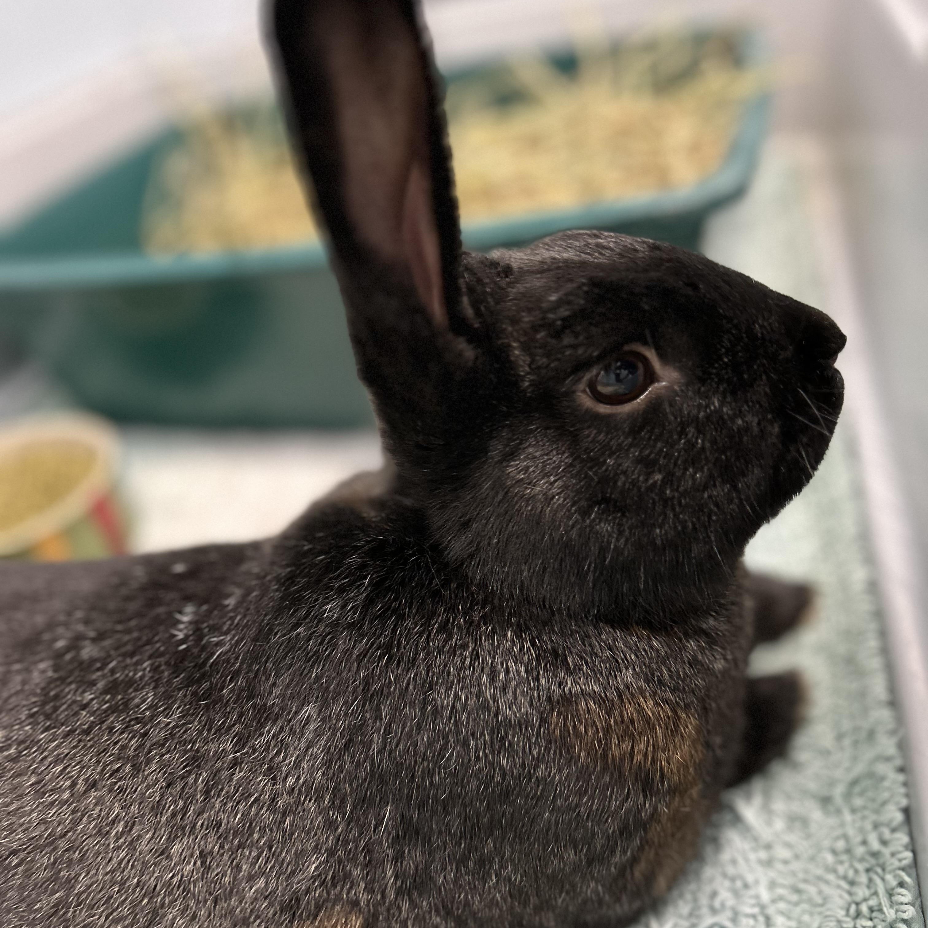 Jasper, Adoptable, Adult Male Bunny Rabbit.