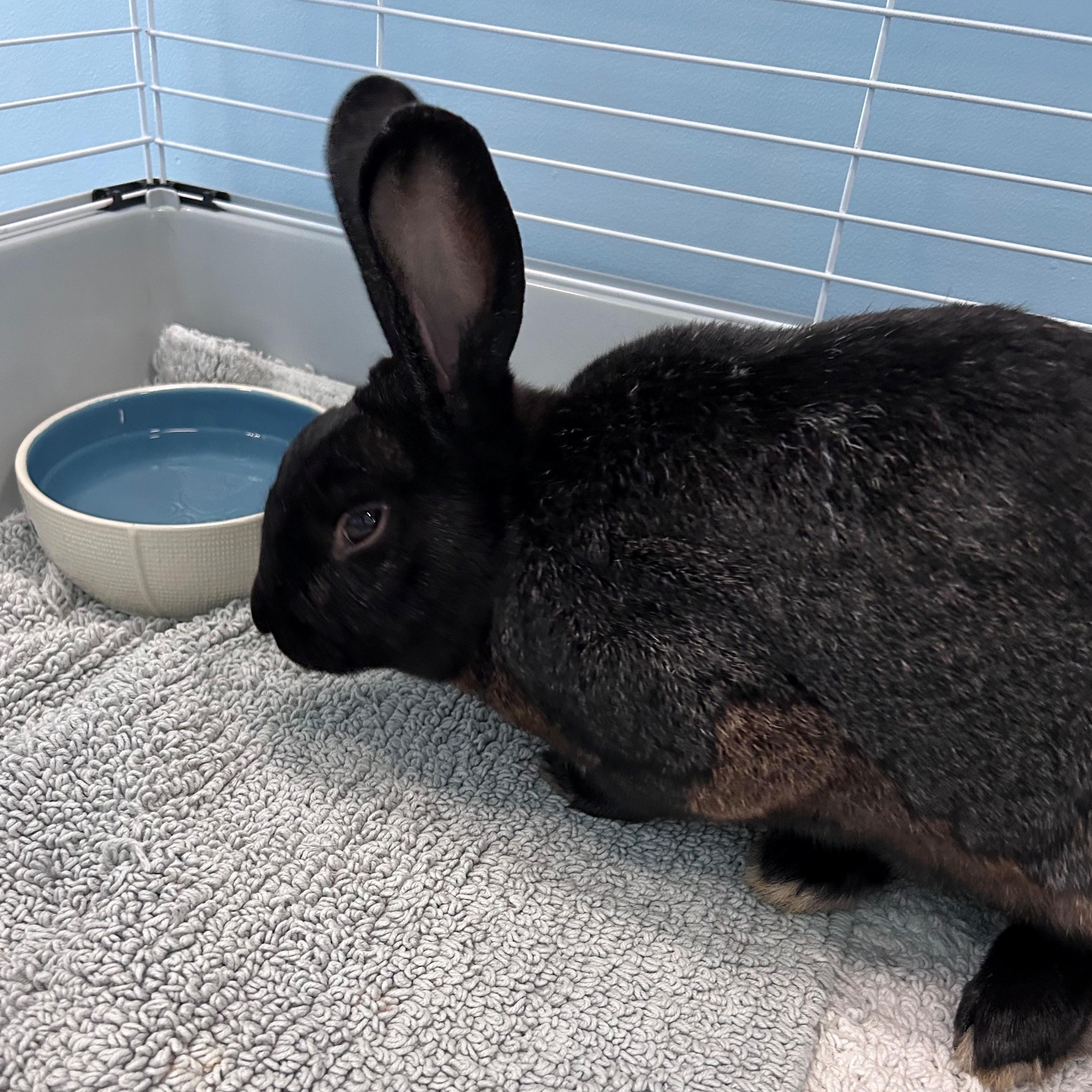Enlarge Jasper, a Adoptable mixed breed in Wakefield, RI image 4/4