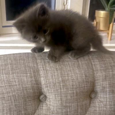 Enlarge Lazuli, a ADOPTABLE Domestic Medium Hair in Mississauga, ON image 3/3