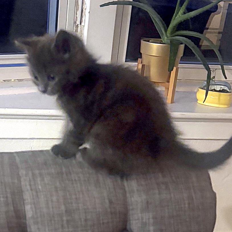 Lazuli, ADOPTABLE, Kitten Female Domestic Medium Hair.