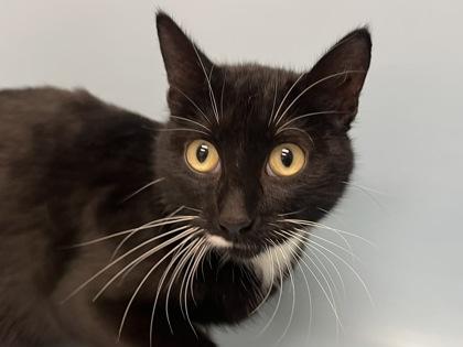 Mittens, Adoptable, Adult Female Domestic Short Hair & Domestic Short Hair.
