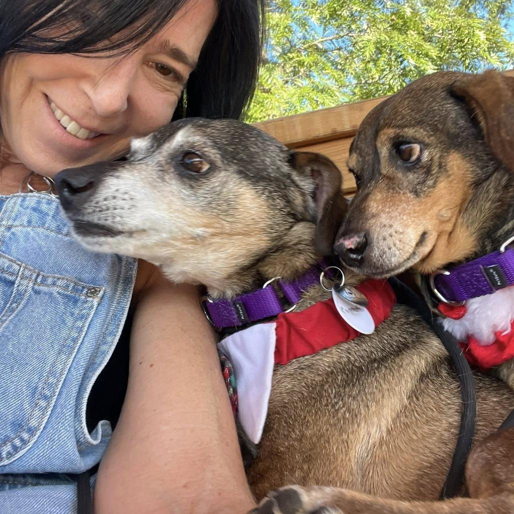 Enlarge Rhode Island, a Adoptable Dachshund in Ramona, CA image 1/6