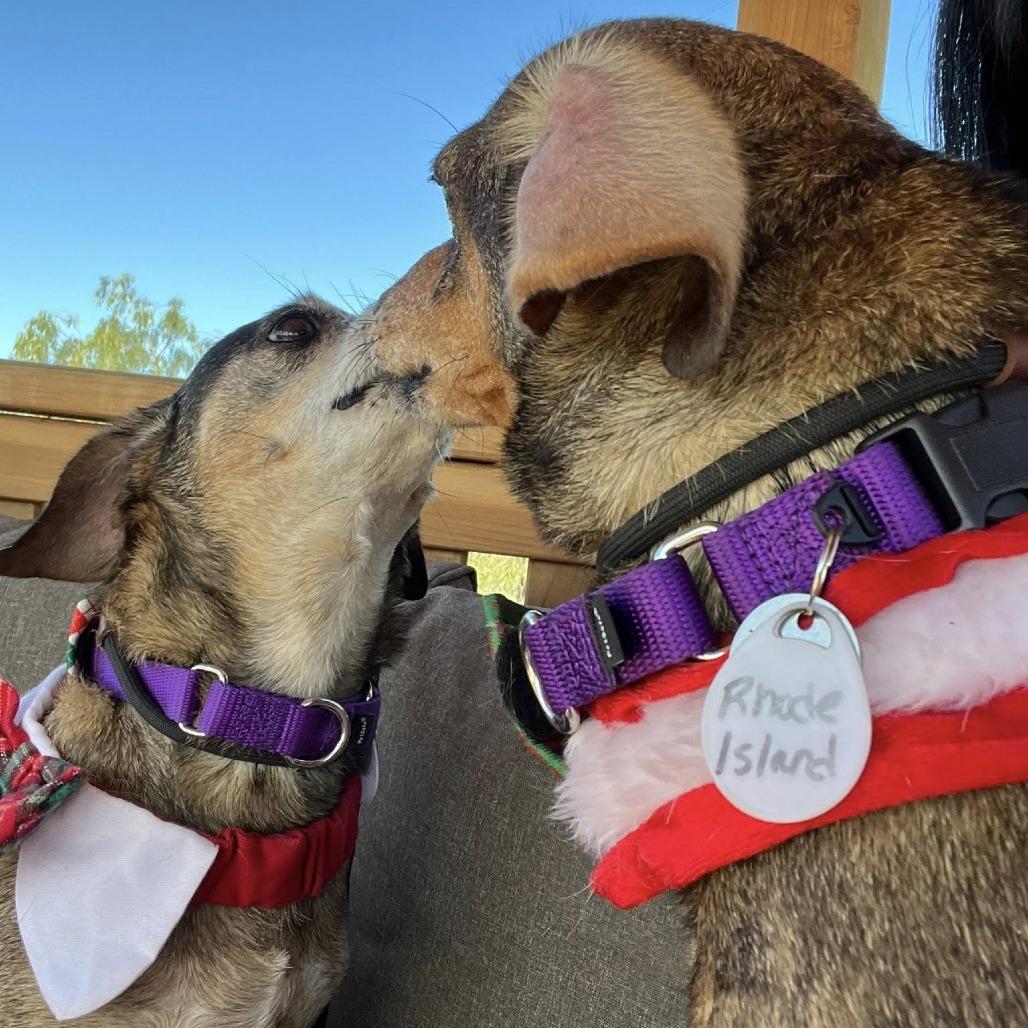 Enlarge Rhode Island, a Adoptable Dachshund in Ramona, CA image 2/6