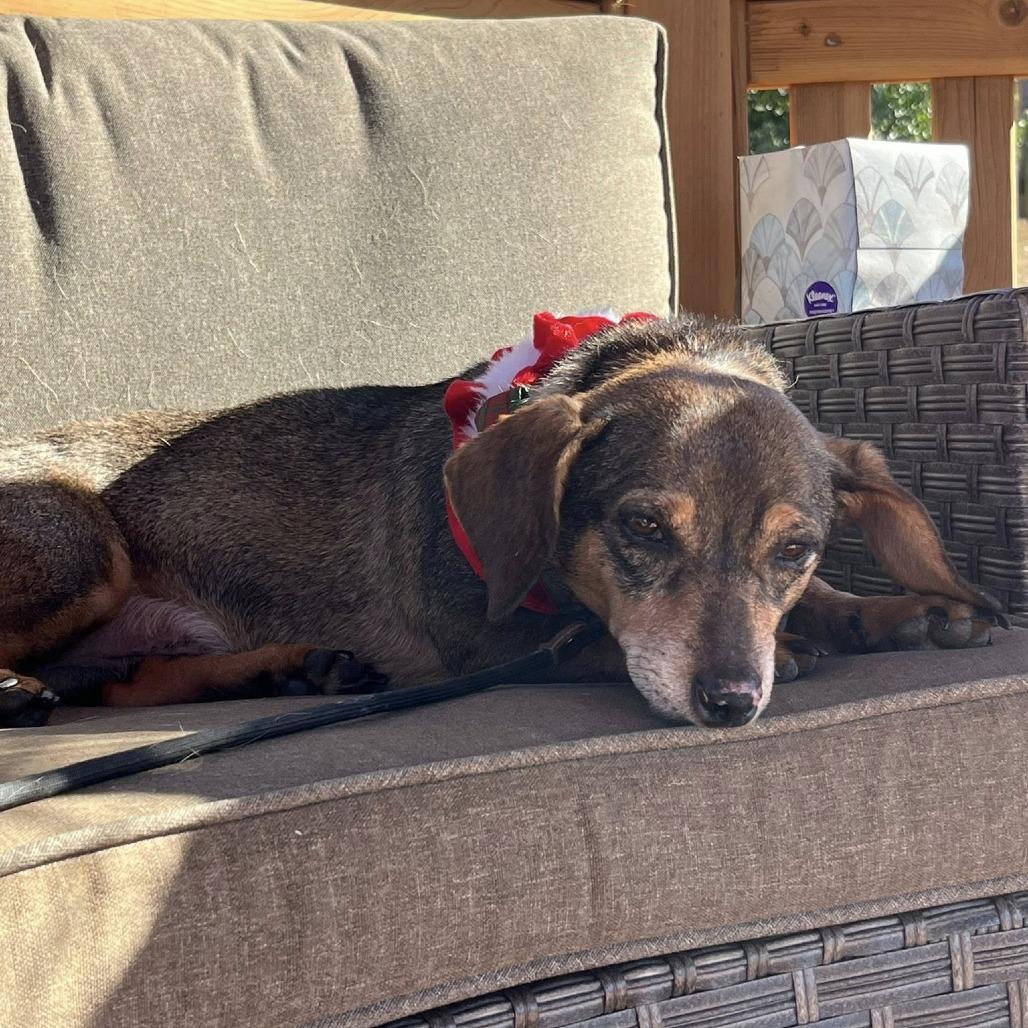Enlarge Rhode Island, a Adoptable Dachshund in Ramona, CA image 3/6
