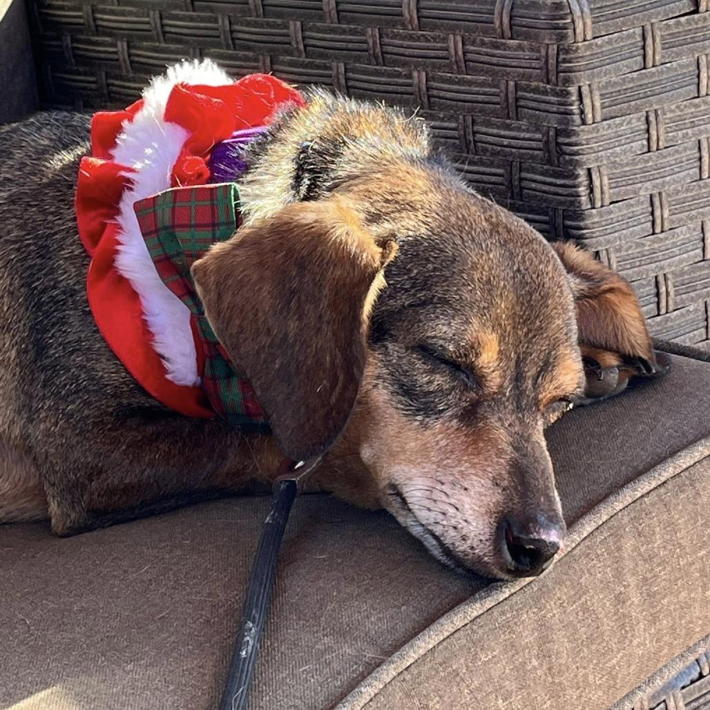 Enlarge Rhode Island, a Adoptable Dachshund in Ramona, CA image 4/6