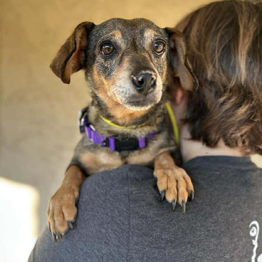 Enlarge Rhode Island, a Adoptable Dachshund in Ramona, CA image 6/6