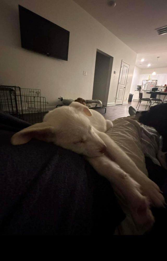 Indy aka Mistletoe, Adoptable, Puppy Female Labrador Retriever & Husky.