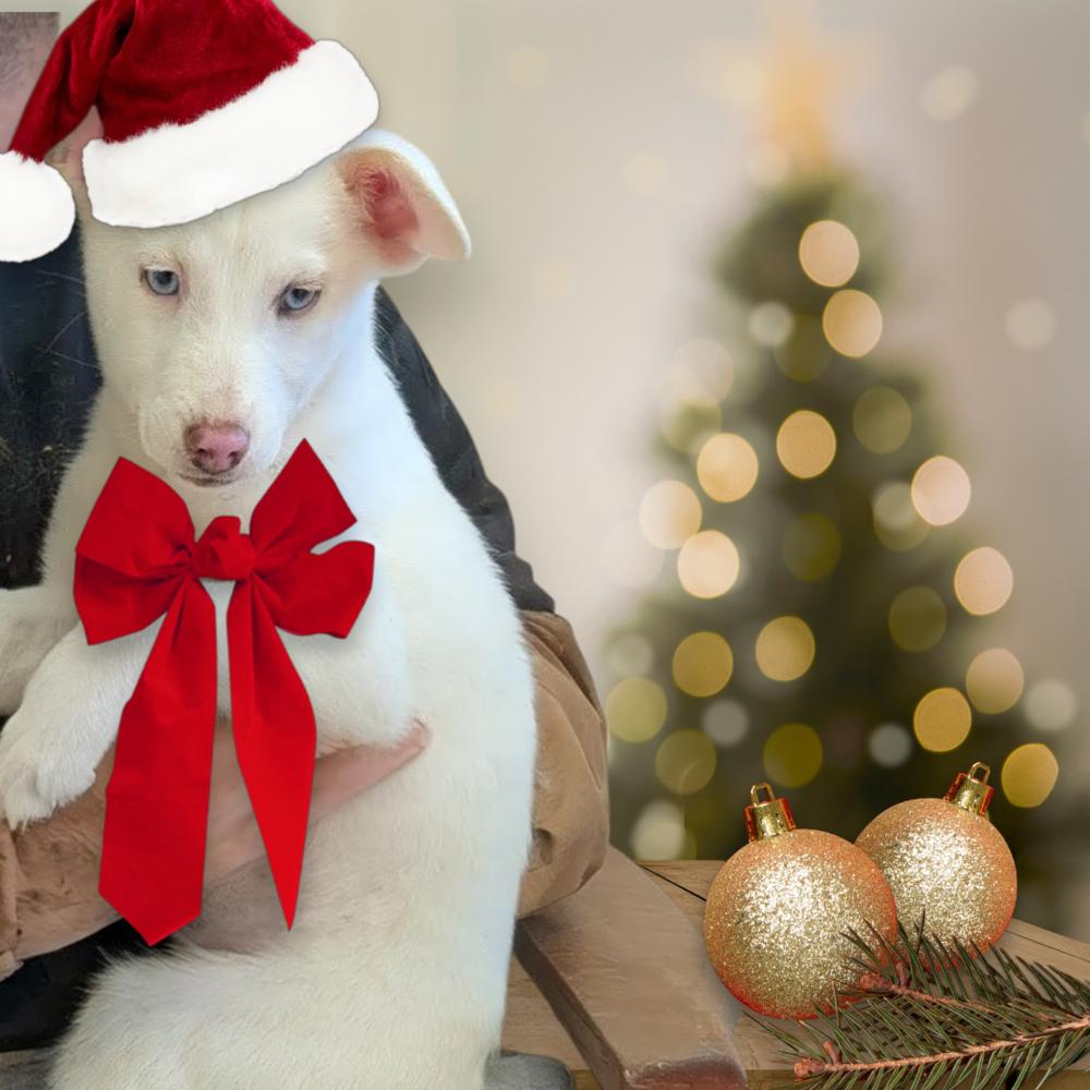 Enlarge Indy aka Mistletoe, a Adoptable mixed breed in Statesville, NC image 3/6