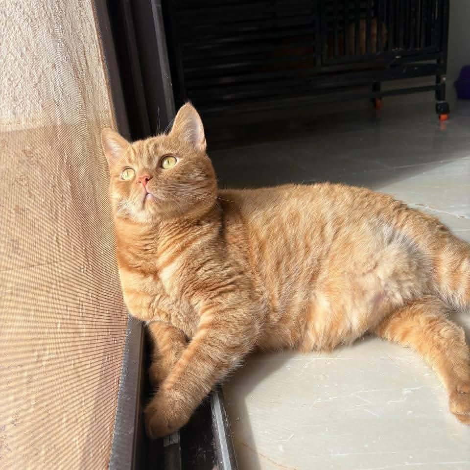 Enlarge Aladdin, a Adoptable mixed breed in Newmarket, ON image 2/5