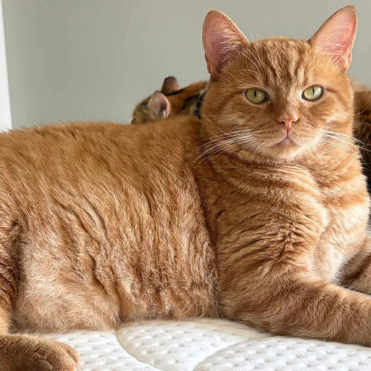 Enlarge Aladdin, a Adoptable mixed breed in Newmarket, ON image 3/5