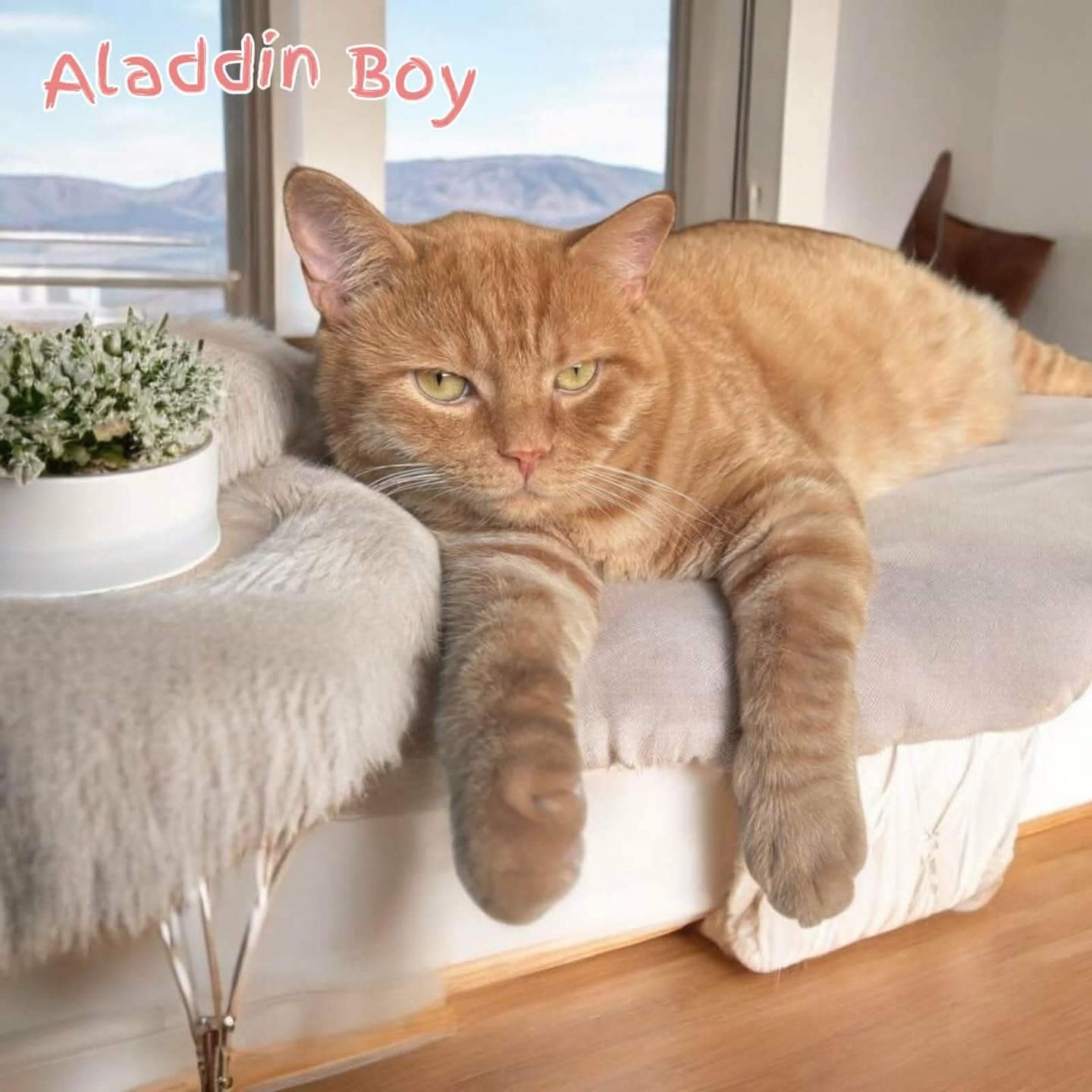 Aladdin, Adoptable, Young Male British Shorthair.