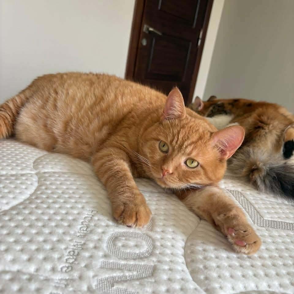 Enlarge Aladdin, a Adoptable mixed breed in Newmarket, ON image 5/5