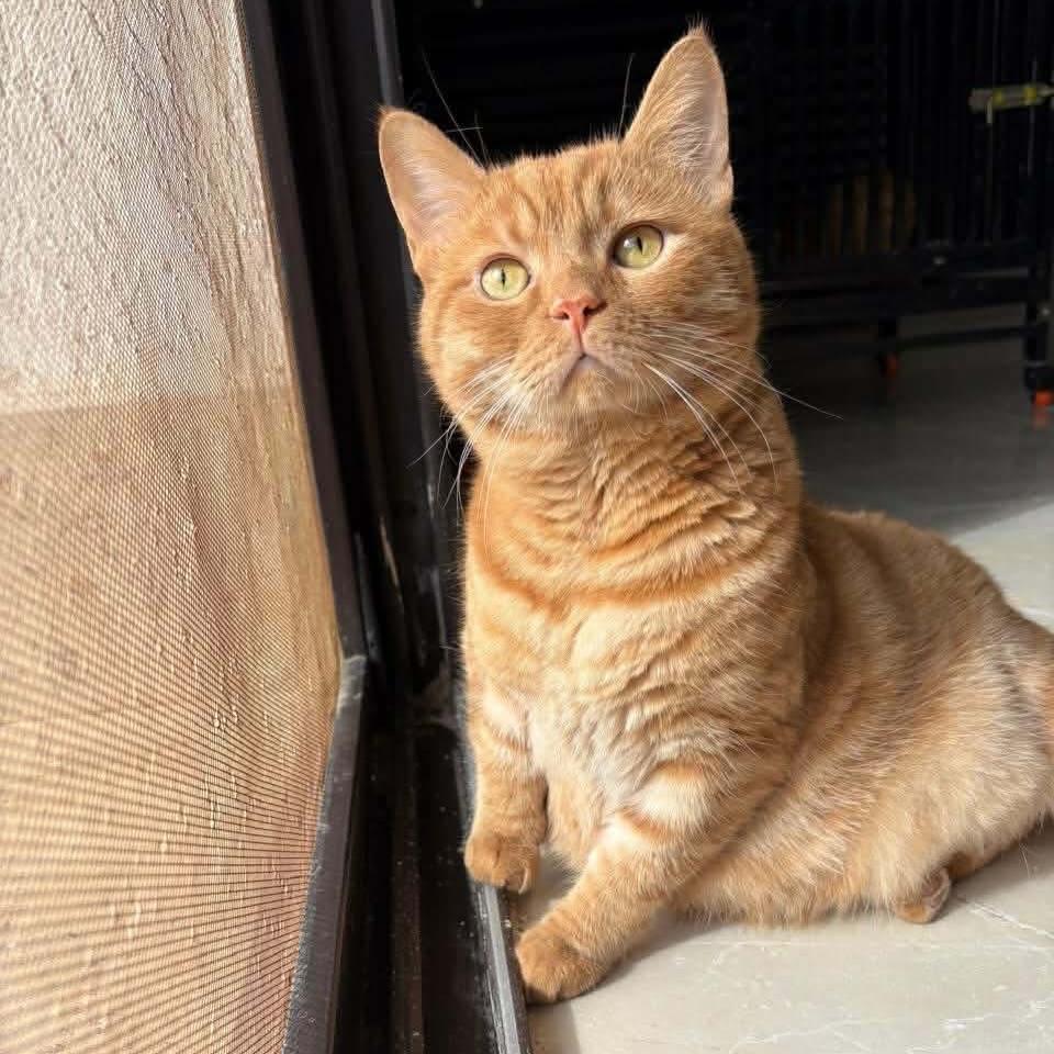 Enlarge Aladdin, a Adoptable mixed breed in Newmarket, ON image 4/5