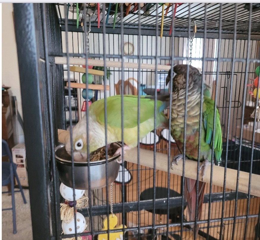 Olive and Basil, Adoptable, Adult Female Conure.