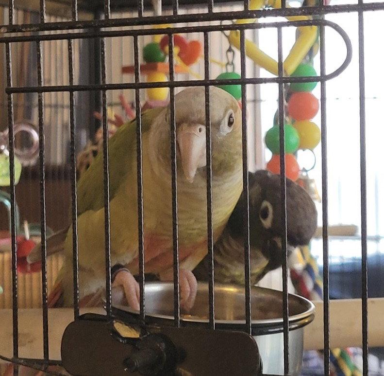 Olive and Basil, a Adoptable Conure in Aurora, IL image 2/2
