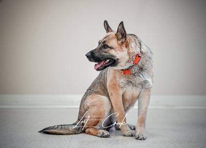 Sweety, Adoptable, Adult Female Mixed Breed & Mixed Breed.