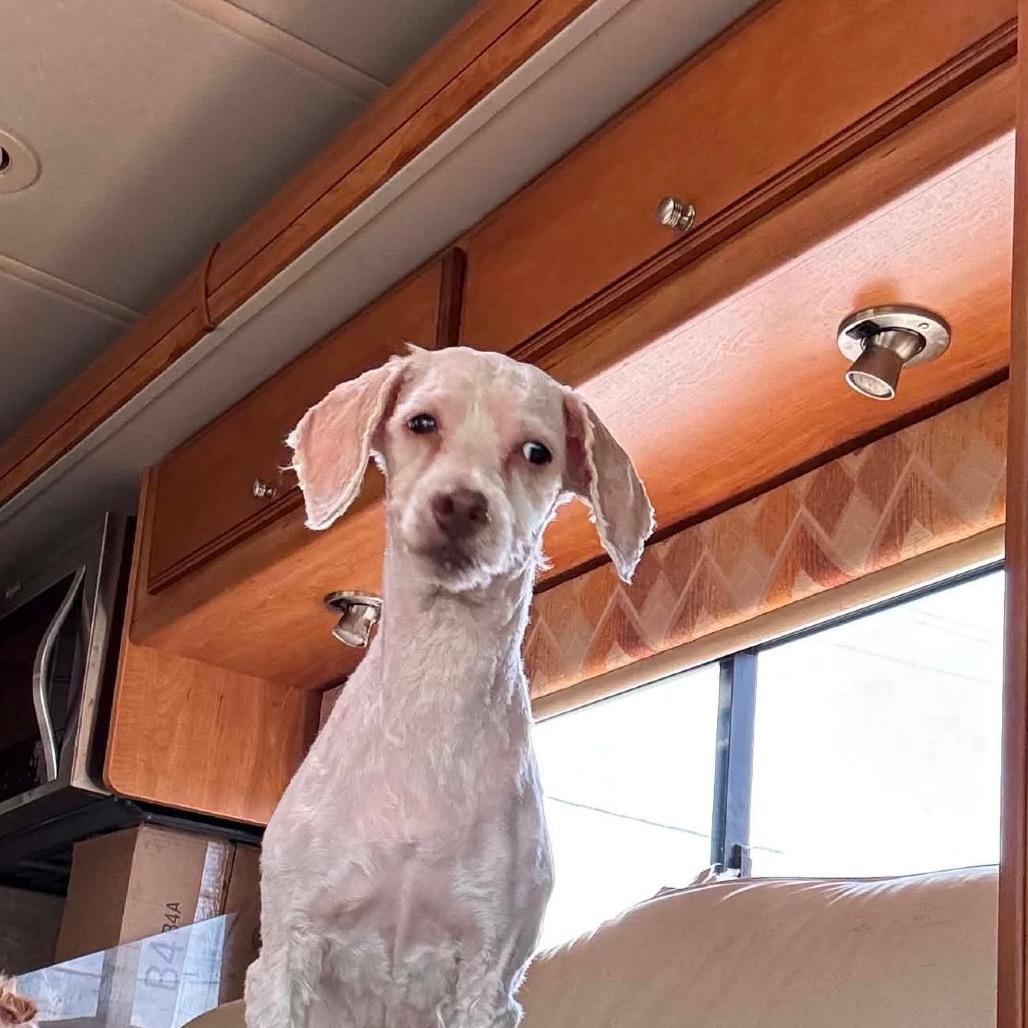 Enlarge Simone OS NV, a Adoptable mixed breed in Las Vegas, NV image 2/2