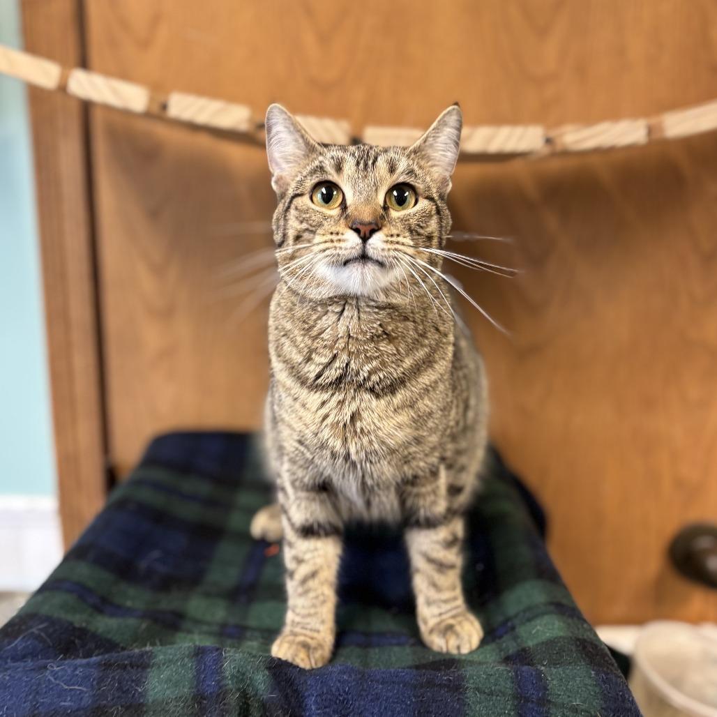 Yvette--In Foster, Adoptable, Adult Female Domestic Short Hair.