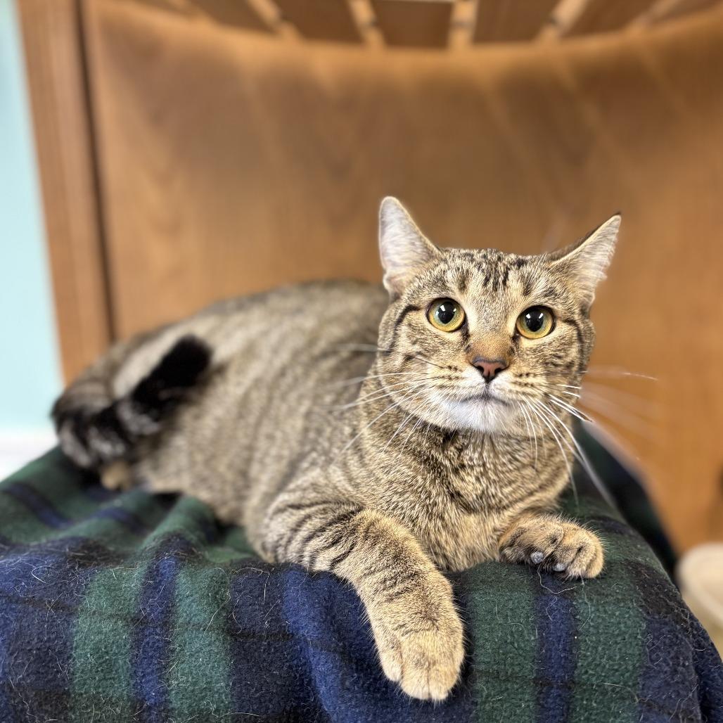 Yvette--In Foster, a Adoptable Domestic Short Hair in Fargo, ND image 2/2
