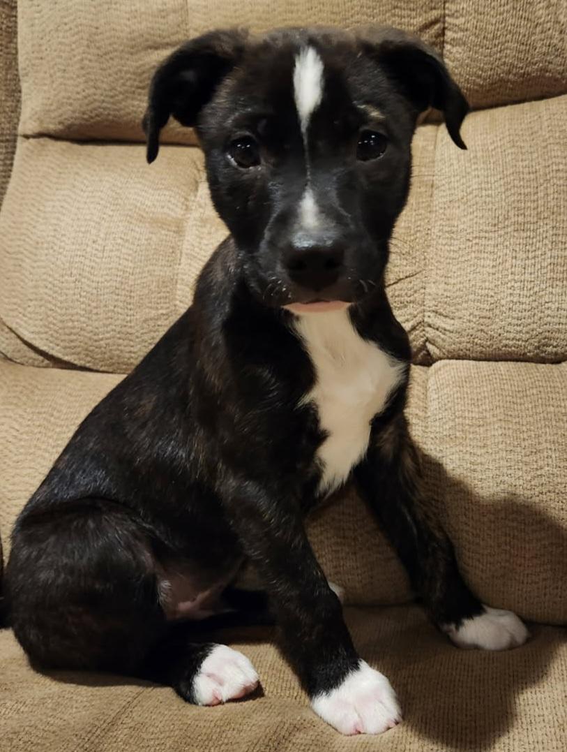 Enlarge RANGER, an adopted mixed breed in Louisville, OH image 3/4