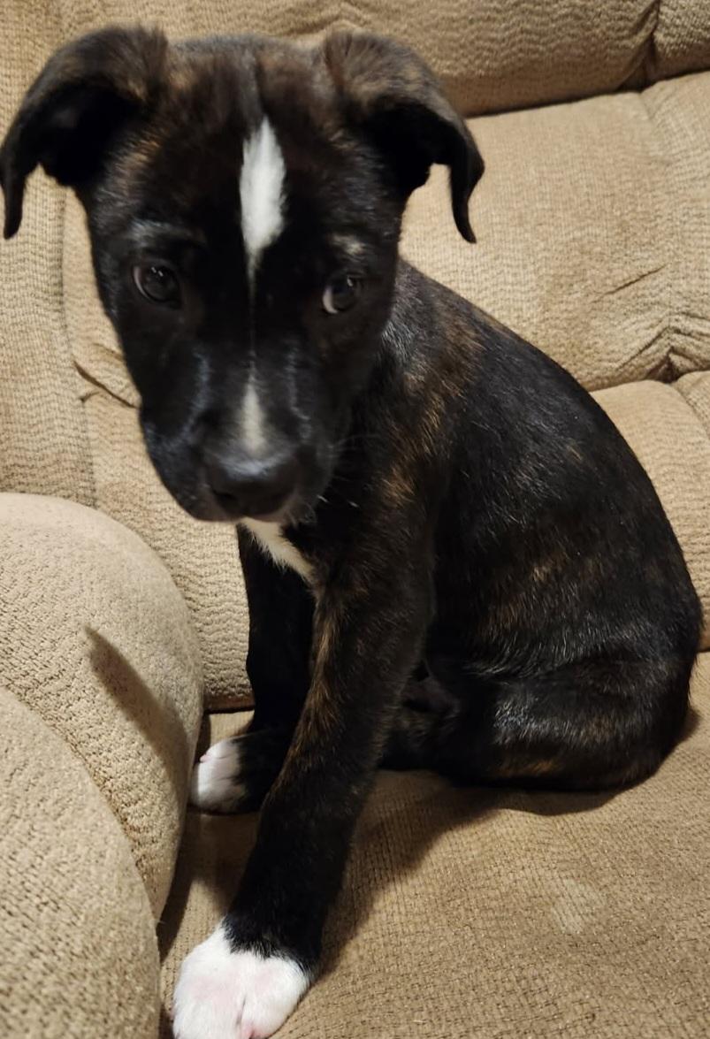 Enlarge RANGER, an adopted mixed breed in Louisville, OH image 2/4