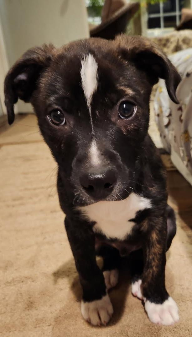 RANGER, adopted, Puppy Male Mixed Breed.