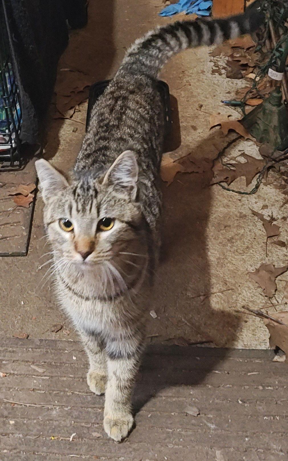 Enlarge Outside Teen Kittens - Farm Workers, a Adoptable mixed breed in Hillsboro, OR image 1/3