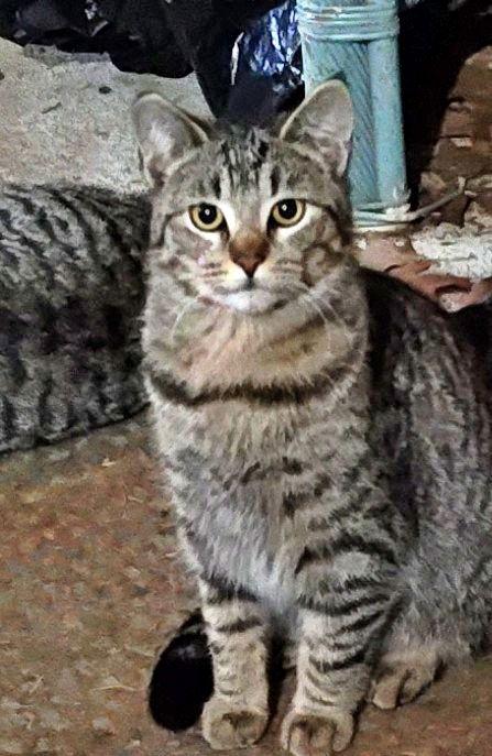 Enlarge Outside Teen Kittens - Farm Workers, a Adoptable mixed breed in Hillsboro, OR image 2/3