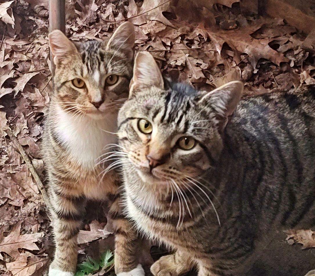 Enlarge Outside Teen Kittens - Farm Workers, a Adoptable mixed breed in Hillsboro, OR image 3/3